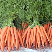 Harvested Carrot