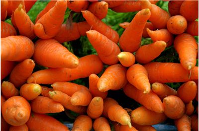 Carrot Root Vegetable - Orange