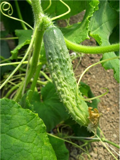 Cucumber Grow on Vines