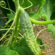 Cucumber Grow on Vines