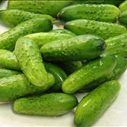 Pickling Cucumbers