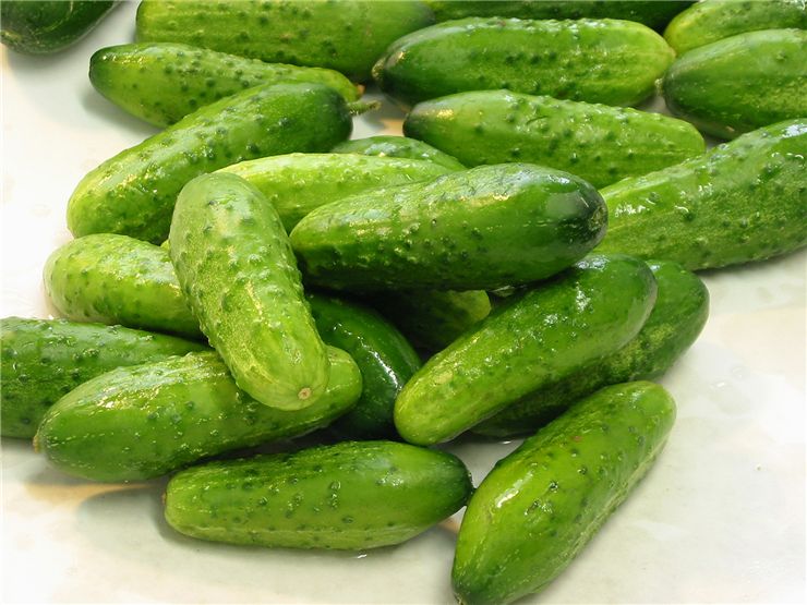 Pickling Cucumbers