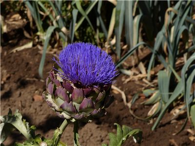 Artichoke Blossom