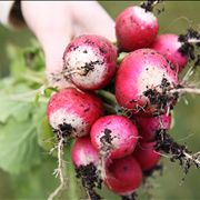 Radishes Fresh