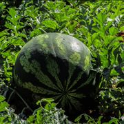 Watermelon Plant