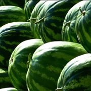 Watermelons at Summer