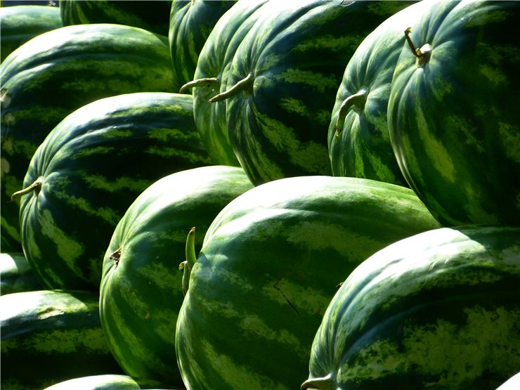 Watermelons at Summer