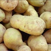 Potato Cultivars Vegetable