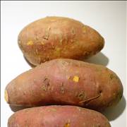 Sweet Potato Ipomoea Batatas